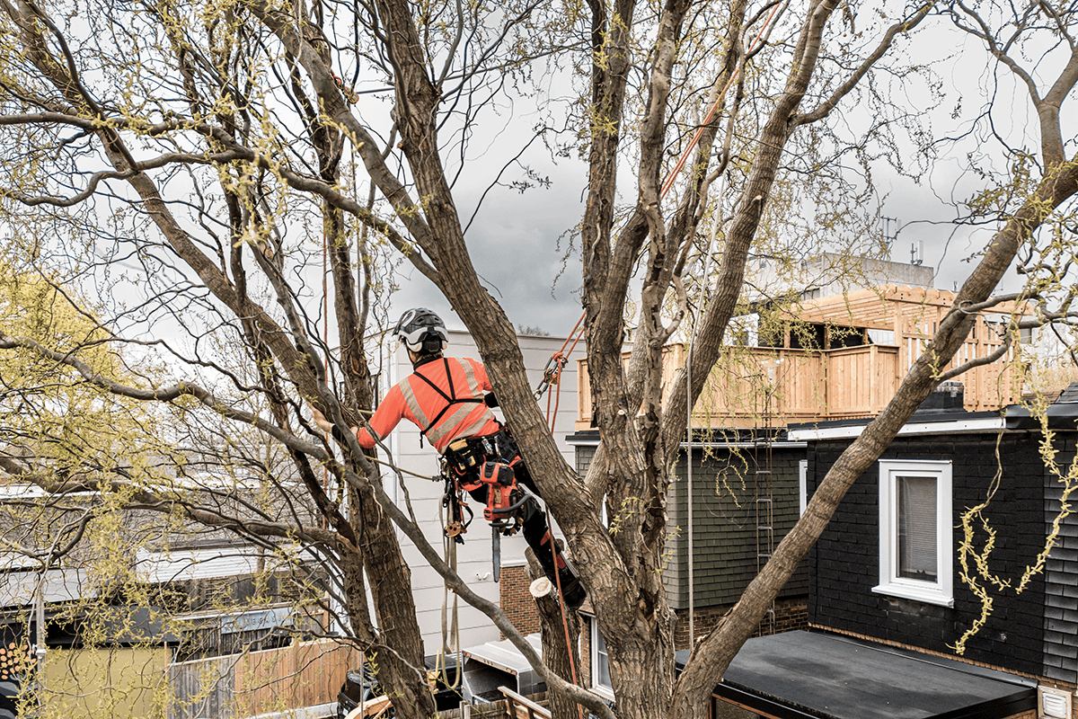 Welcome to Green Meadow Tree Surgery