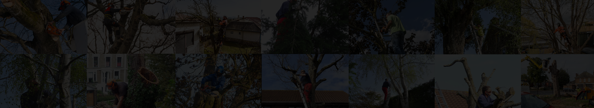 Green Meadow Tree Surgery